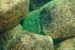 Labidochromis maculicauda 'Lundo Island'